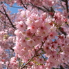 桜・満開？