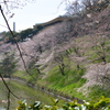 堀桜