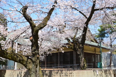 春・江戸東京たてもの園