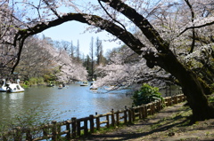 池・ボート・桜