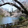 池・ボート・桜
