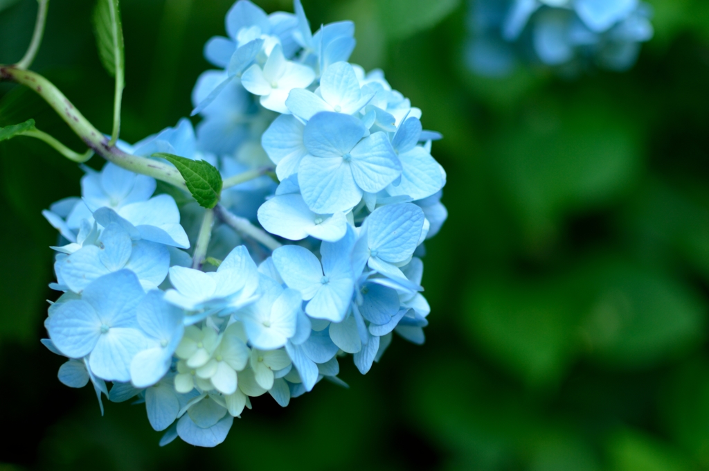 明月院・紫陽花