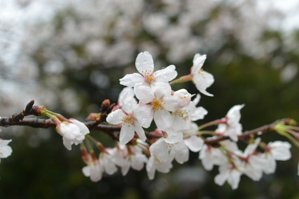 雨桜