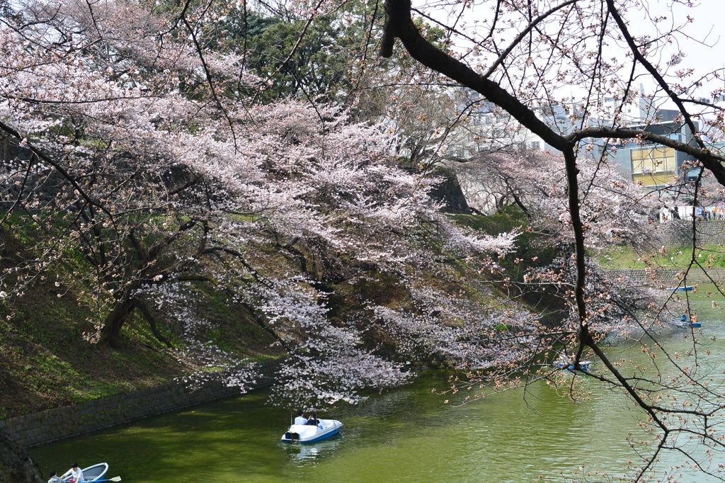 堀桜・ボート