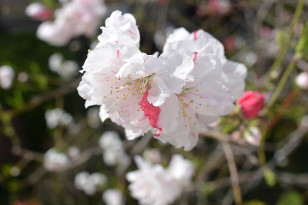 たぶん桜