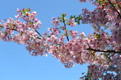 空・桜