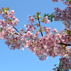 空・桜