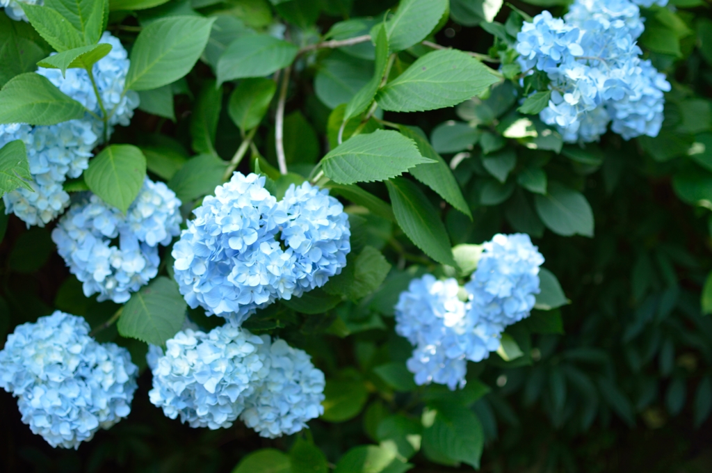 明月院・紫陽花