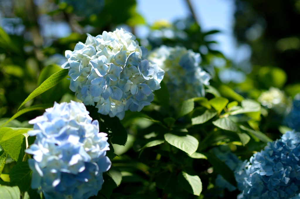 明月院・紫陽花