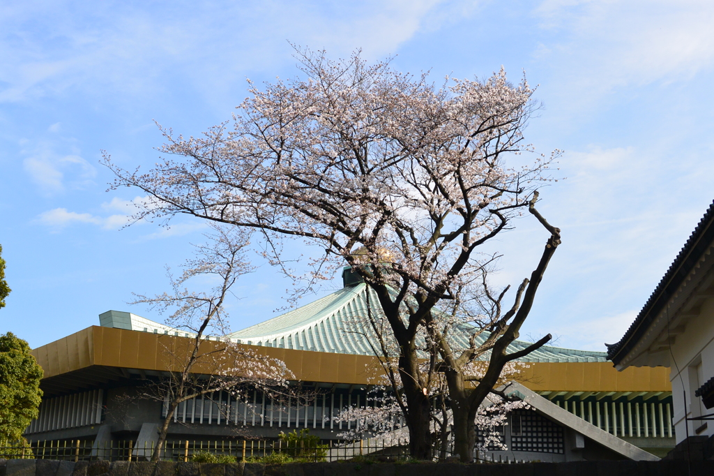 武道館・桜