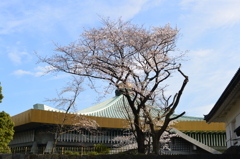 武道館・桜