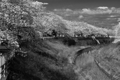 近場の桜並木