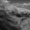 近場の桜並木