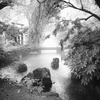 醒井宿　大雨