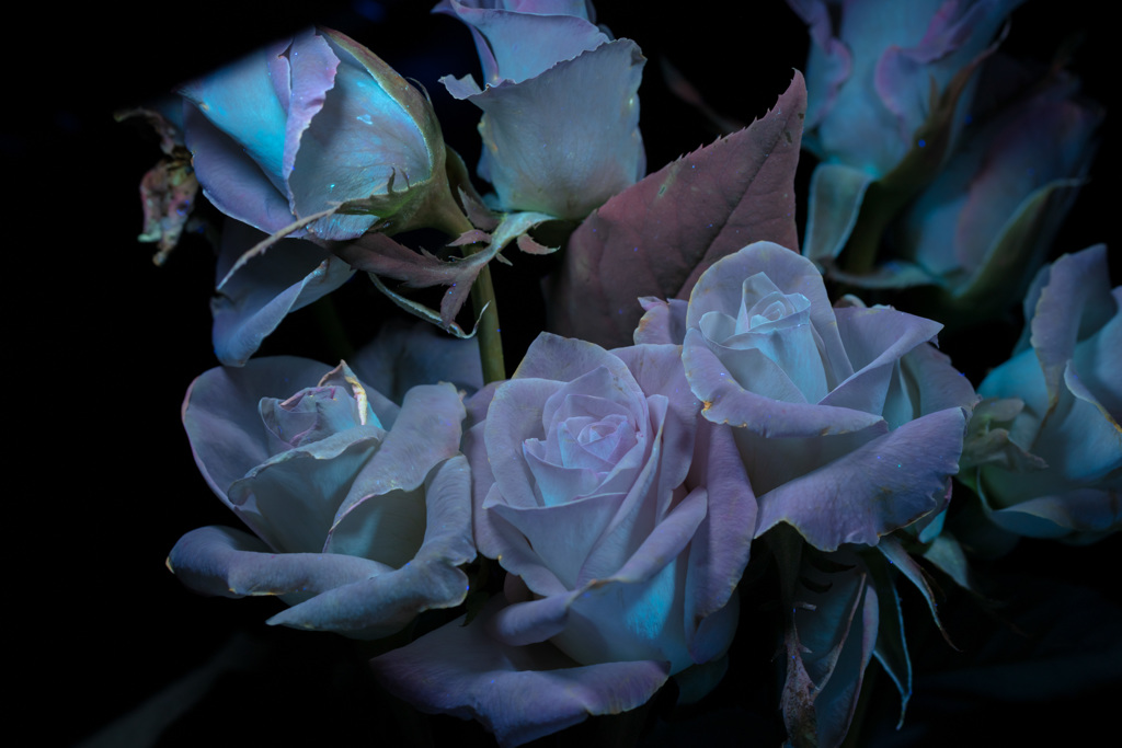 紫外線励起蛍光撮影　薔薇