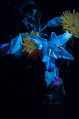 紫外線励起蛍光写真　後