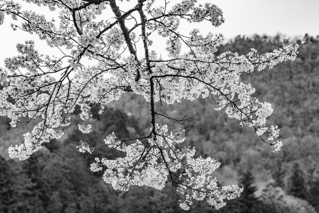 山を背に仰ぎ見る桜が映える