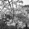 山を背に仰ぎ見る桜が映える