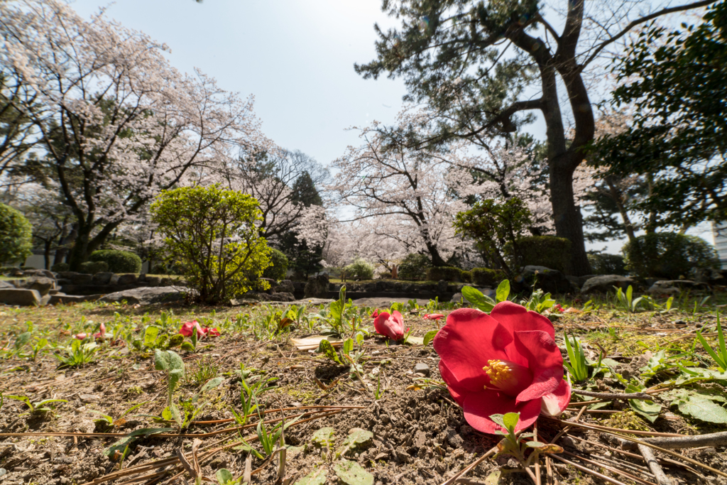 桜 名古屋城