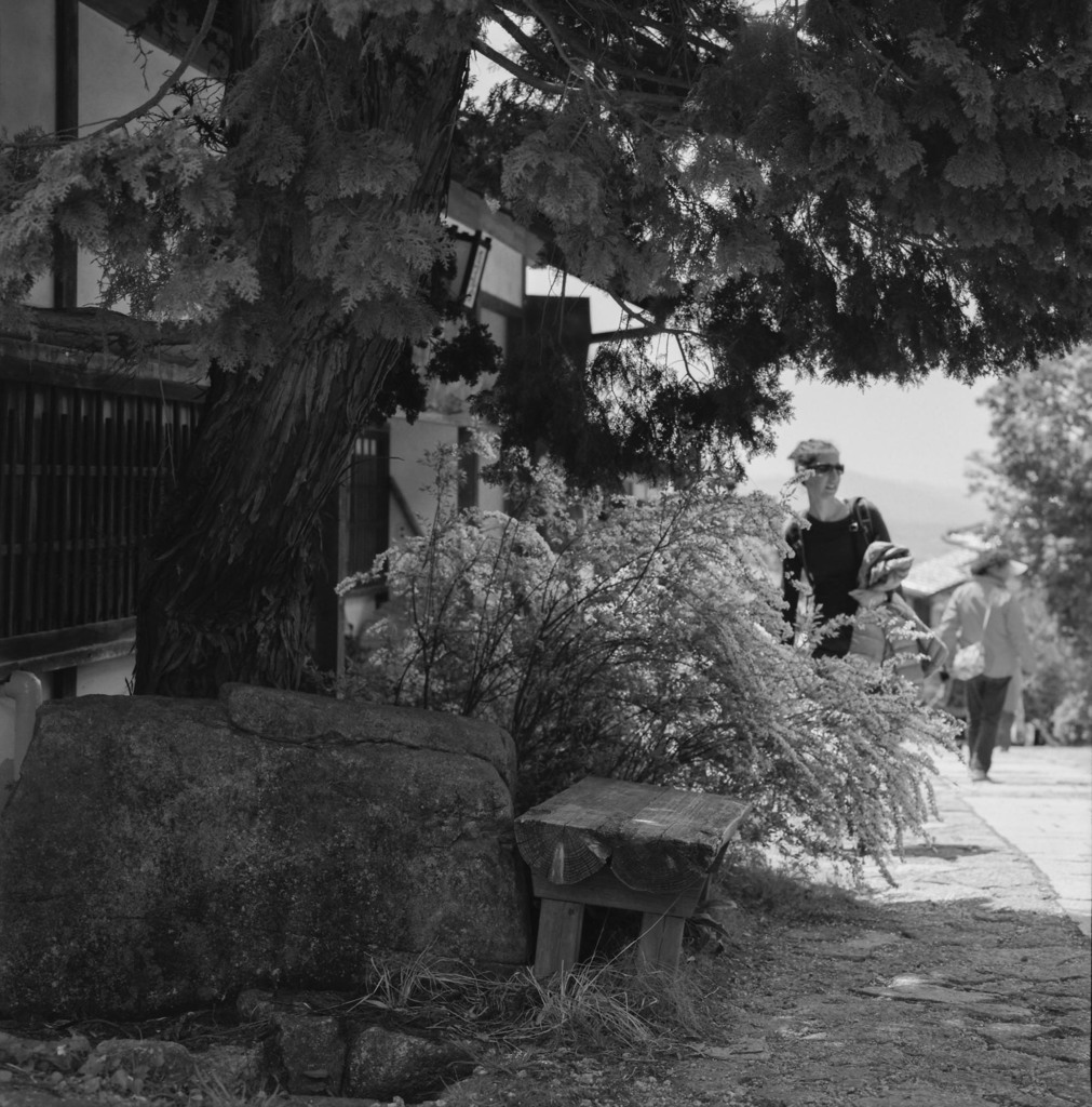 木陰