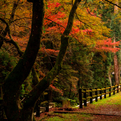 Shiga Prefect. Samegai Trout Farm