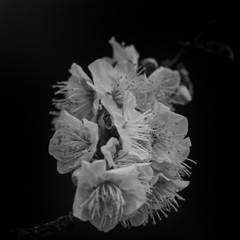 梅