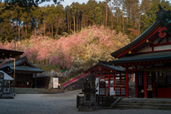 夕陽に照らされる大縣神社