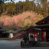 夕陽に照らされる大縣神社