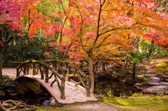 シャキッと小橋