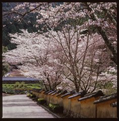 桜　土塀のある風景２