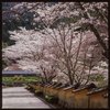 桜　土塀のある風景２