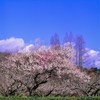 梅園
