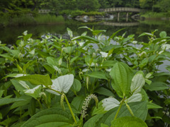 半夏生