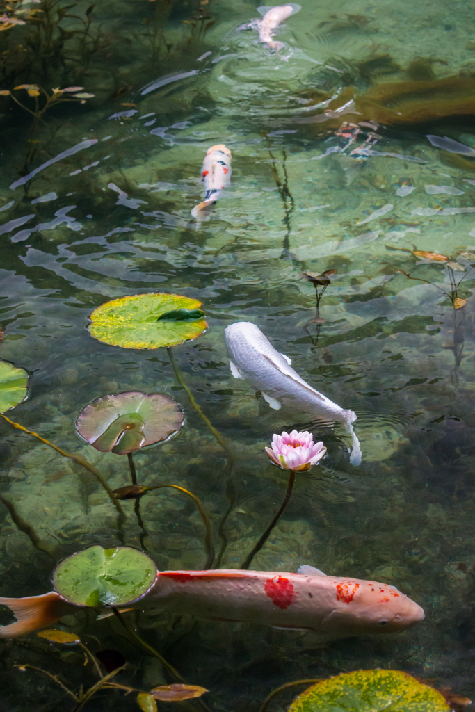 モネの池