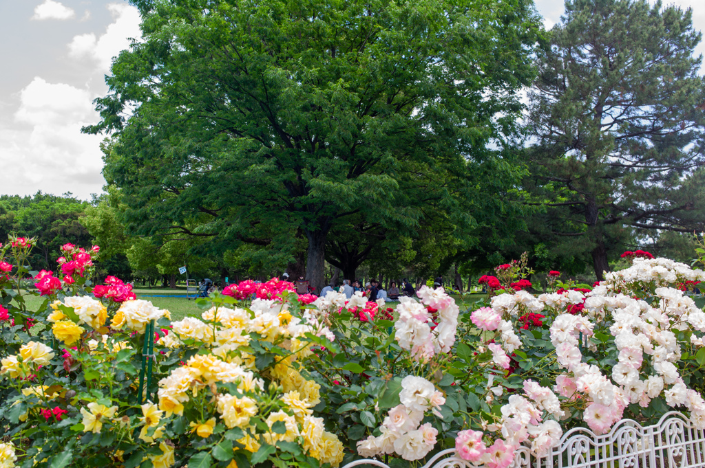 薔薇　庄内緑地公園