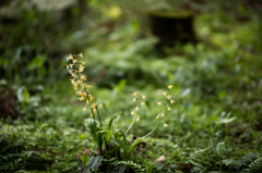 EF200mm F1.8 L USM　１