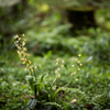 EF200mm F1.8 L USM　１