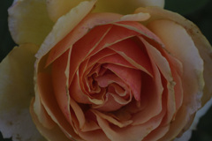 薔薇