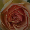 薔薇