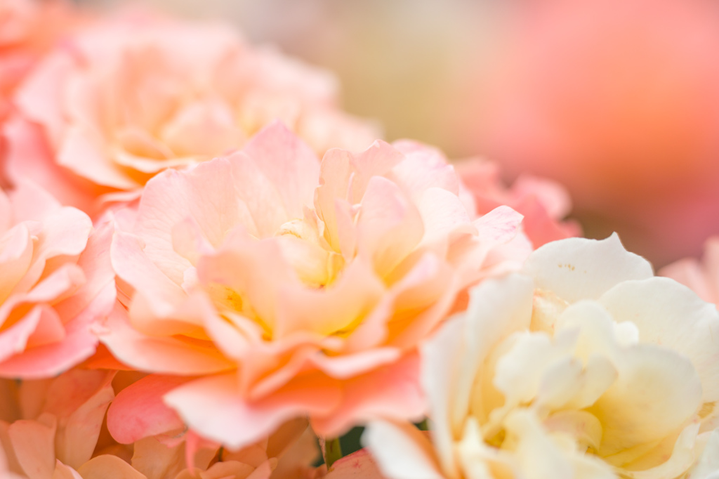 プライベートバラ園４