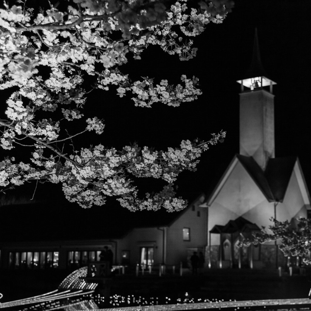 河津桜が咲いていました。