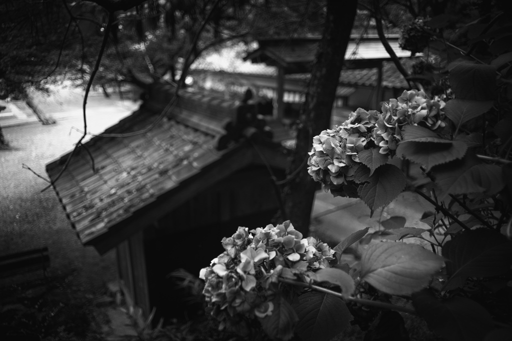 紫陽花