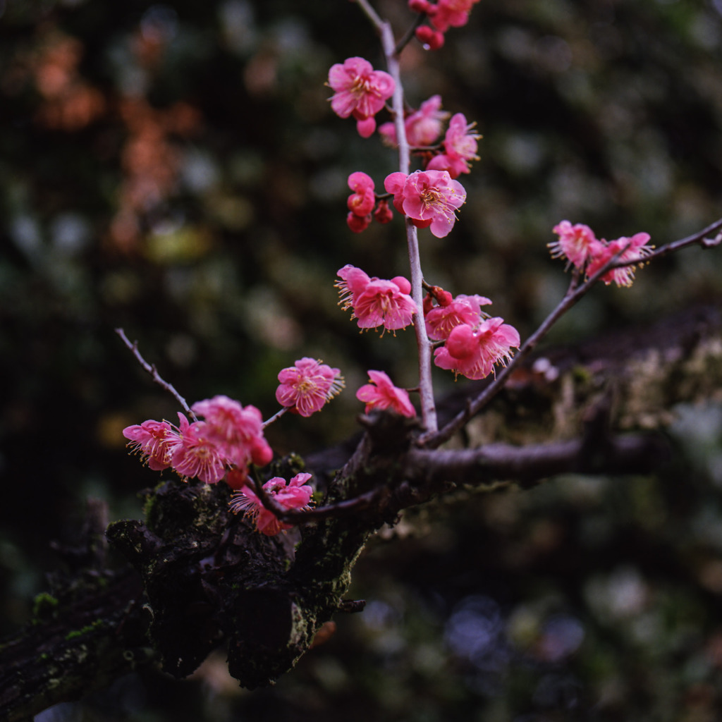 紅梅