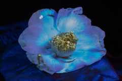 Camellia (ultraviolet photography)