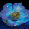 Camellia (ultraviolet photography)