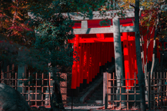 鳥居