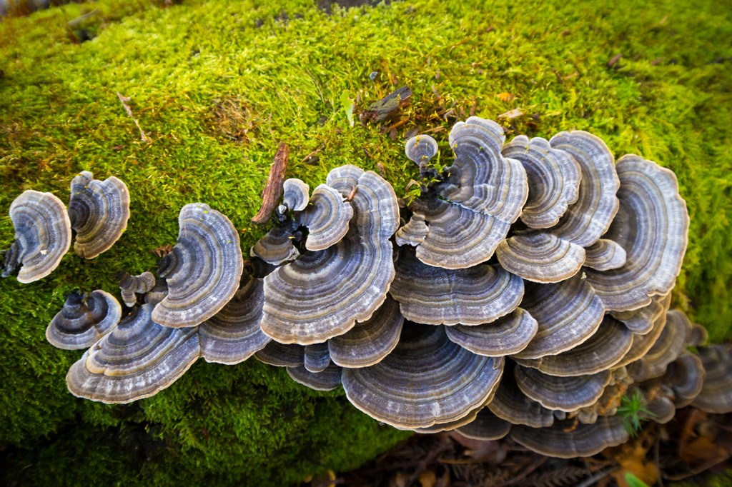 苔とキノコには惹きつけられます。