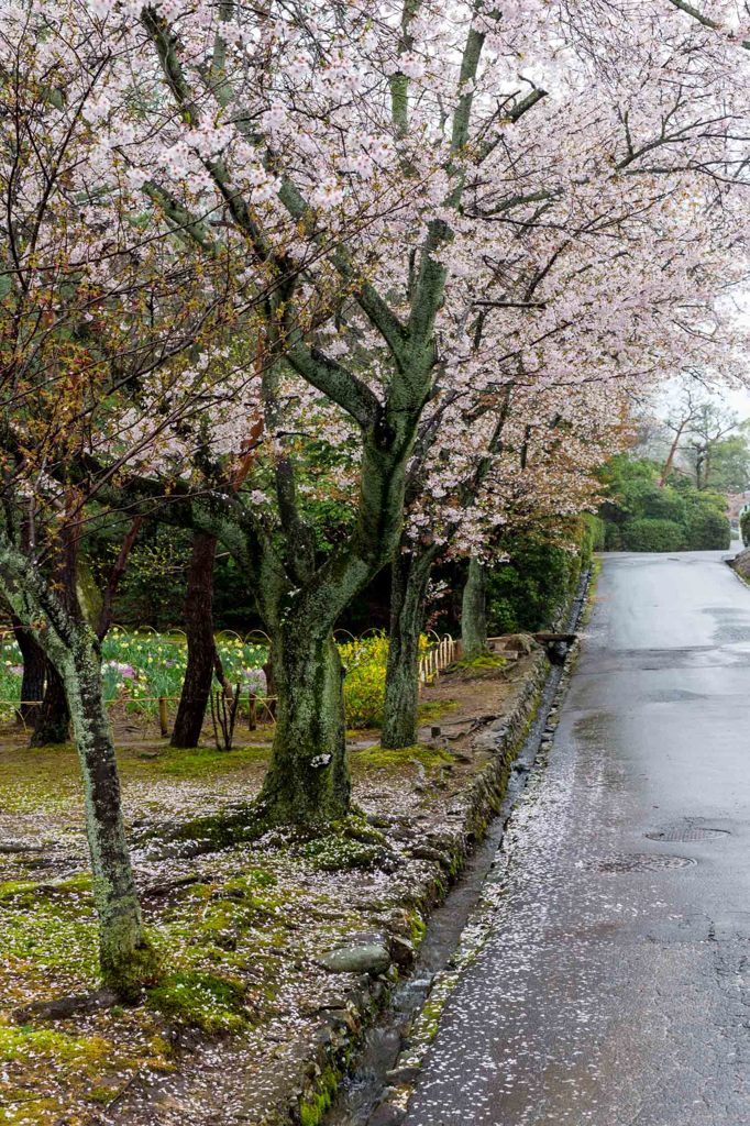 雨桜１