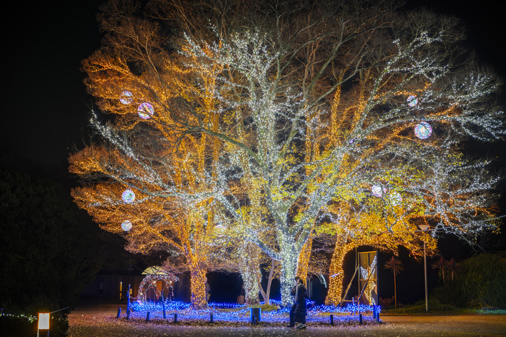 138ウィンターイルミ