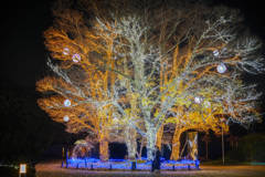 138ウィンターイルミ